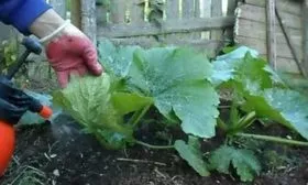 Правила ухода