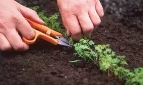 Прореживание