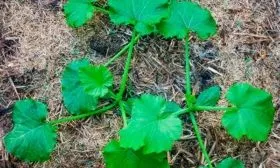 Рассадный способ