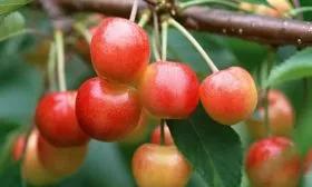 Размер плода и другие параметры