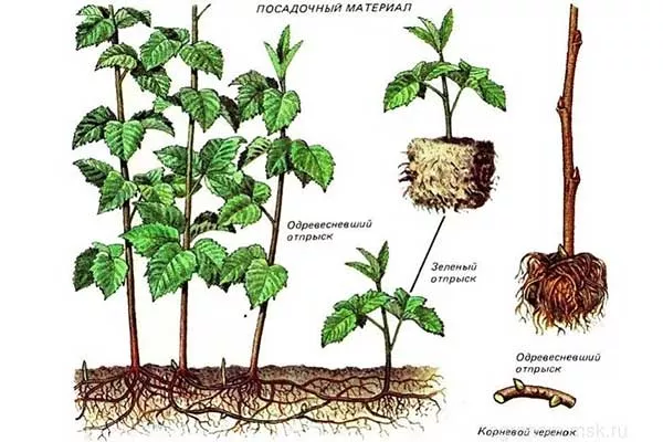 Размножение