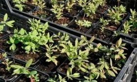 Размножение