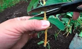 Размножение