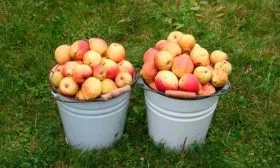 Сбор и хранение урожая