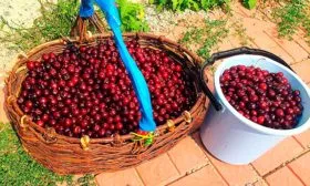 Сбор урожая