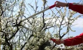 Обрезка вишни