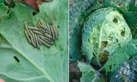 Вредители капусты