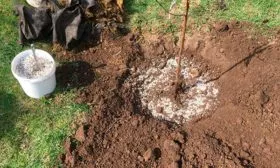 Особенности посадки