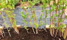 Посадка малины