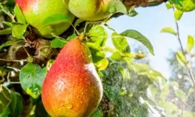 Особенности сорта