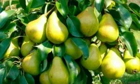 Срок созревания и урожайность