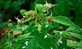 Цветки у малины Галактика