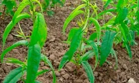 Уход и выращивание