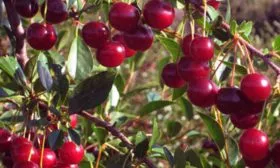 урожайность