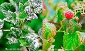 Устойчивость к болезням