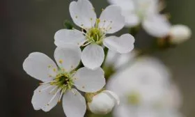 Виды опылителей, лучшие соседи