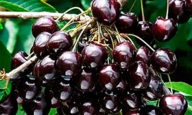 vishnya-antraczitovaya