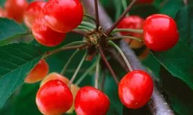 vishnya-nezhnost-sazhentsy