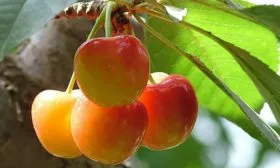 vishnya-nezhnost-крона