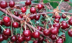 Вишня Щедрая