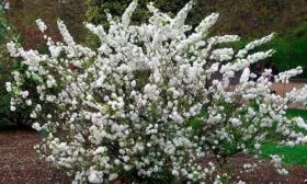 Vishnya-zhelezistaya-sakura-Alba-Plena-Alba-Plena-