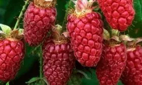 Вкусовые качества и характерные черты ягод