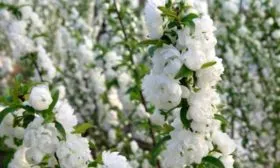 Внешний вид дерева