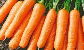 Внешний-вид-растения-и-корнеплодов