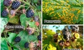 Заболевания