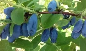 zhimolost-boreal-blizard-