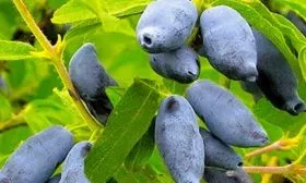 zhimolost-slastena-foto-1