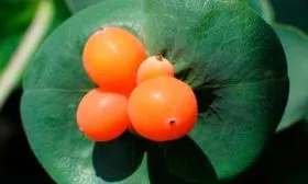 жимолость_каприфоль_5_плоды