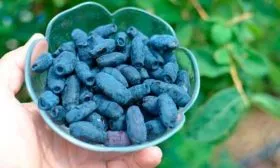 применение