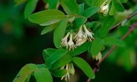 1637296487_1-pro-dachnikov-com-p-zhimolost-sedobnaya-tsvetet-foto-1