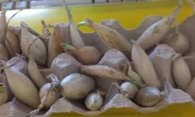 лук на посадку