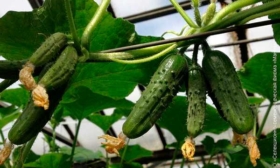 огурцы махаон