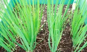 агротехника