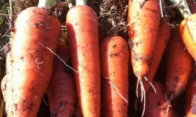 Морковь Абако