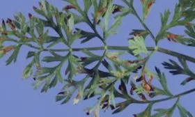 Бактериальная-пятнистость