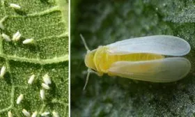 Белокрылка