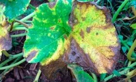 Болезни и вредители