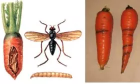 Болезни-и-вредители