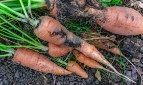 Борьба-с-болезнями-и-вредителями