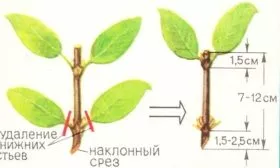 Черенкованием