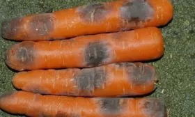 Чёрная-гниль