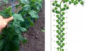 Формирование-кустов