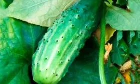 Характеристика внешнего вида растения