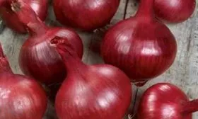 Характеристика-внешнего-вида-растения-и-луковиц