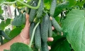 Характеристика внешнего вида растения и зеленцов