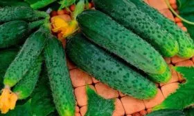 Характерные-черты-внешнего-вида-растения-и-плодов